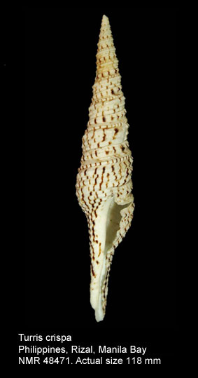 Turris crispa.jpg - Turris crispa(Lamarck,1816)